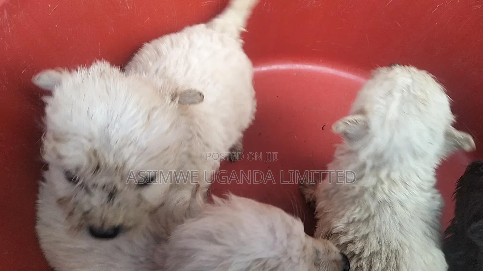 0-1 month Male Mixed Breed Maltese