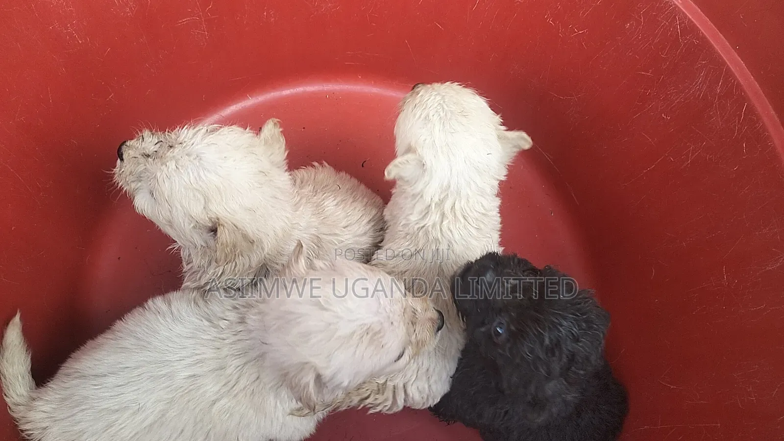 0-1 month Male Mixed Breed Maltese