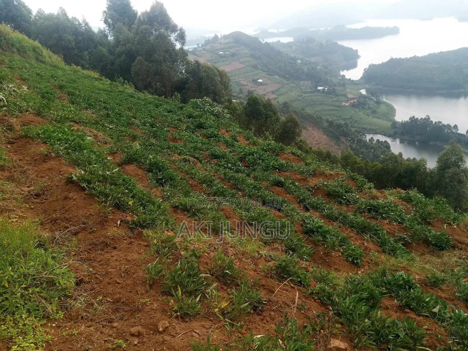Hillside Land Overlooking Lake Bunyonyi