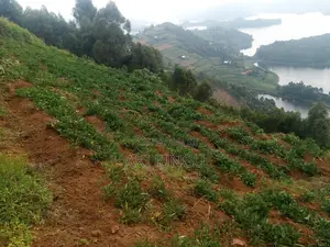 Hillside Land Overlooking Lake Bunyonyi