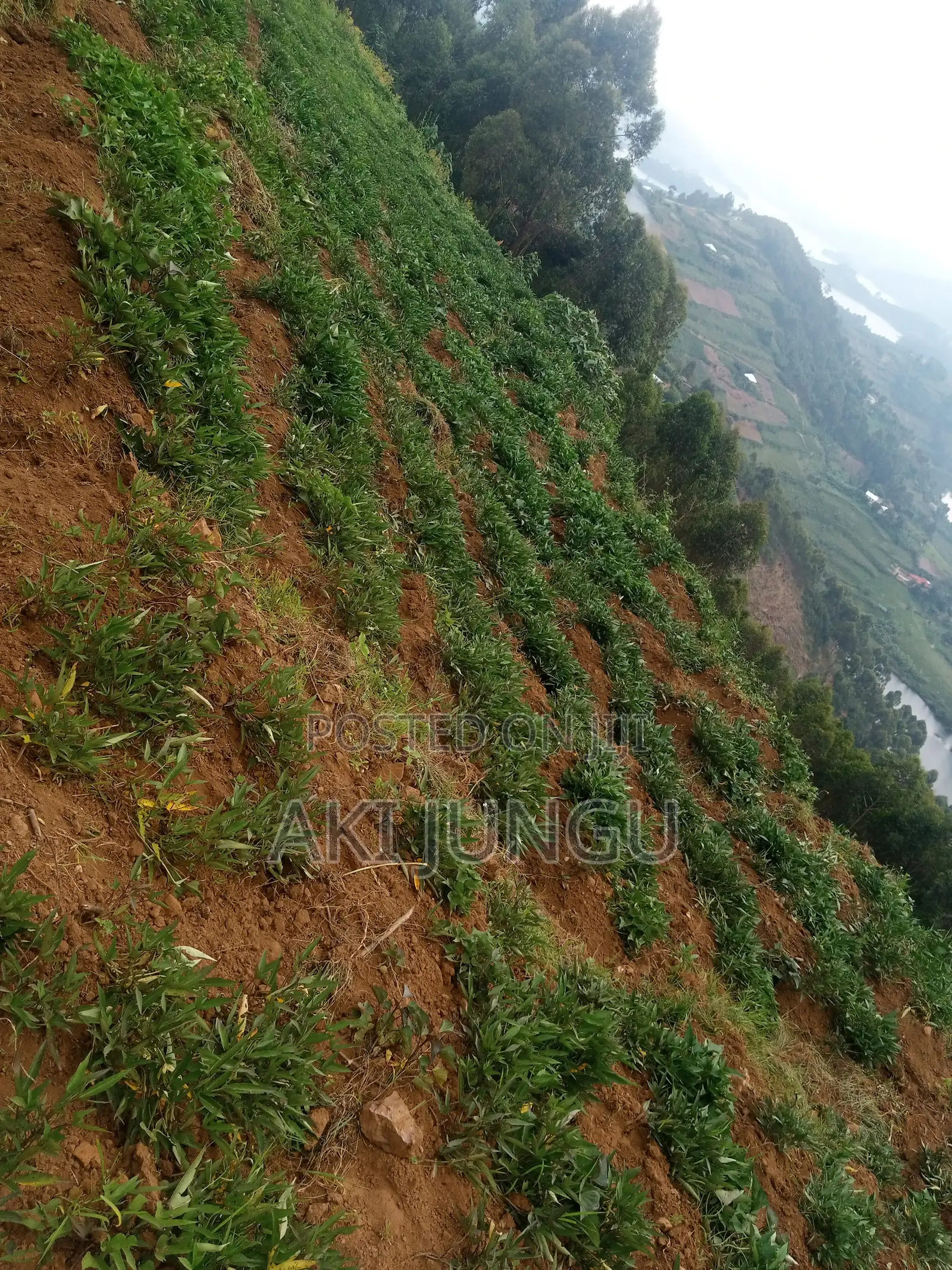 Hillside Land Overlooking Lake Bunyonyi