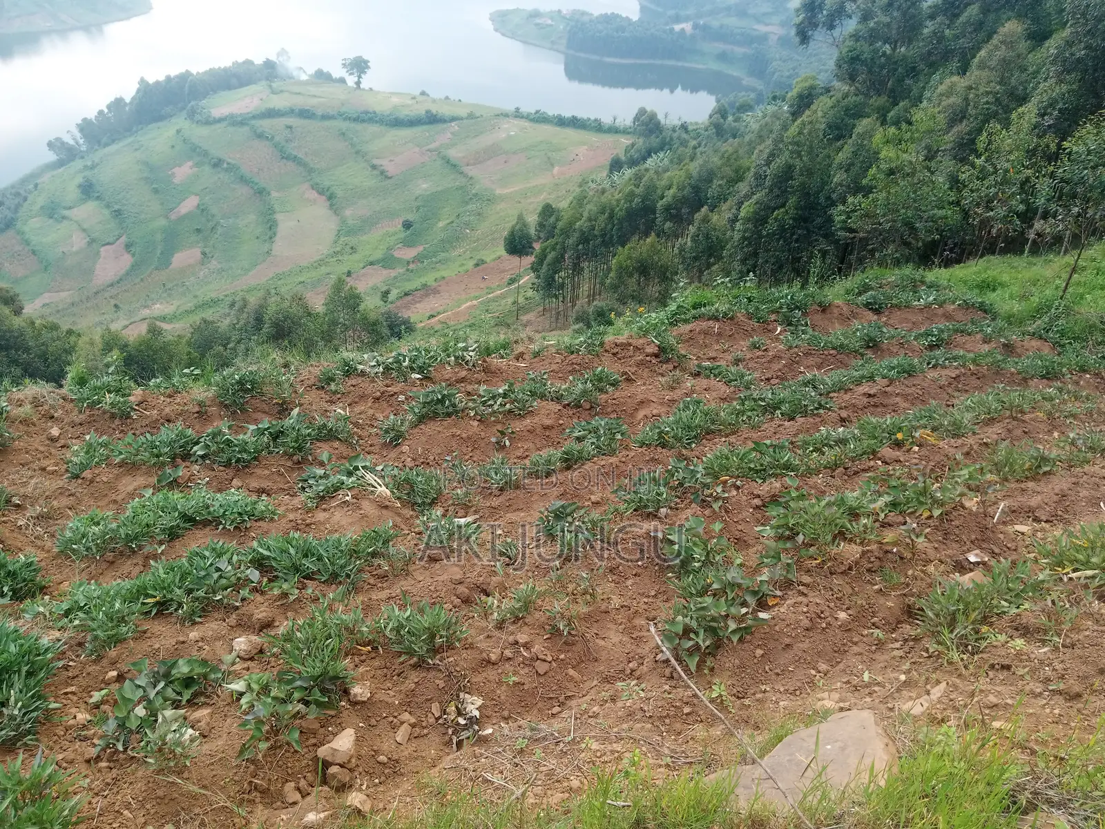Hillside Land Overlooking Lake Bunyonyi