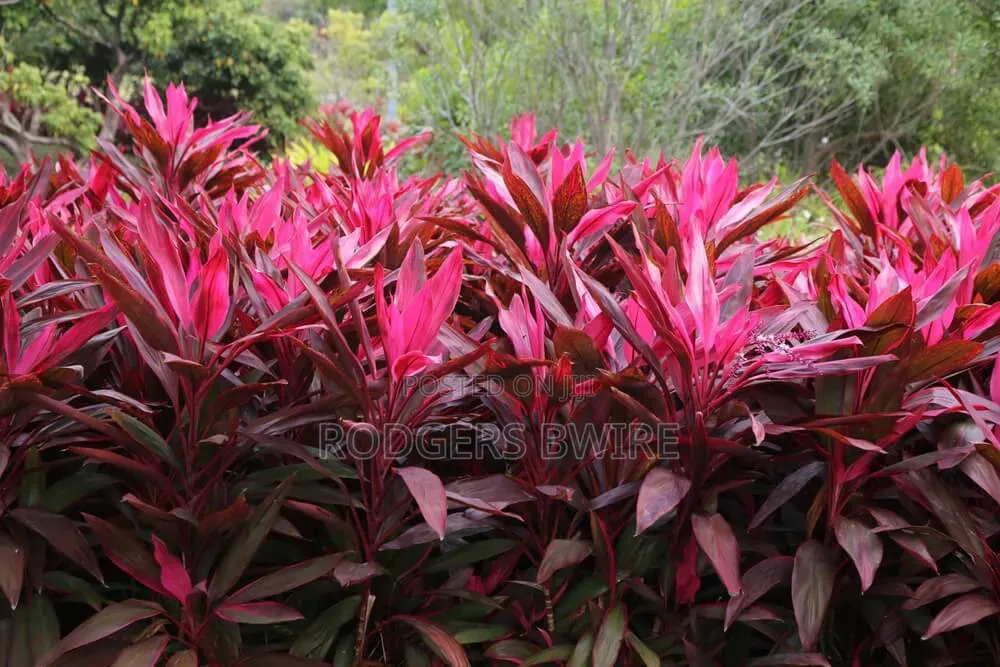LandScaping and Compound Management