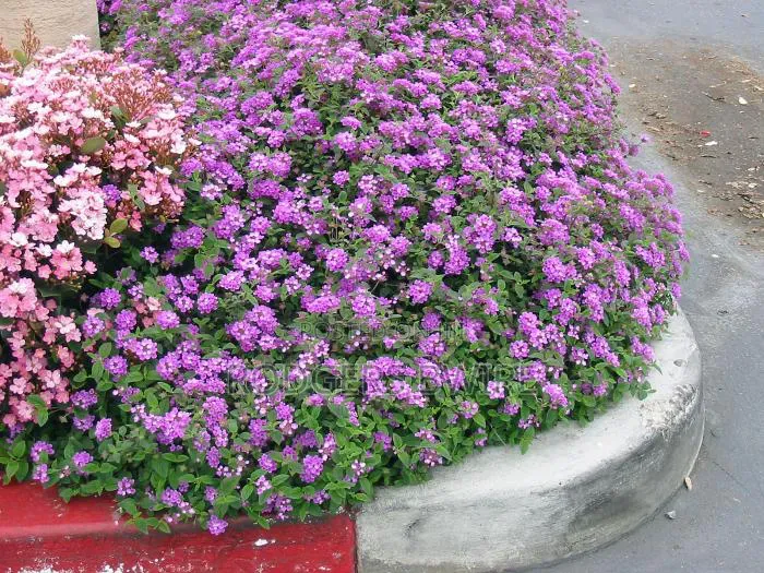 LandScaping and Compound Management