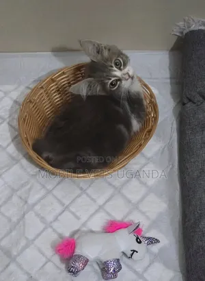 0-1 month Male Purebred Abyssinian