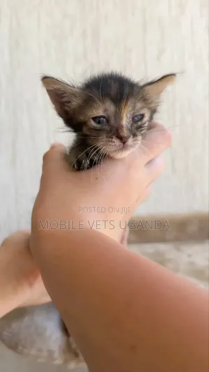 0-1 month Male Purebred Exotic
