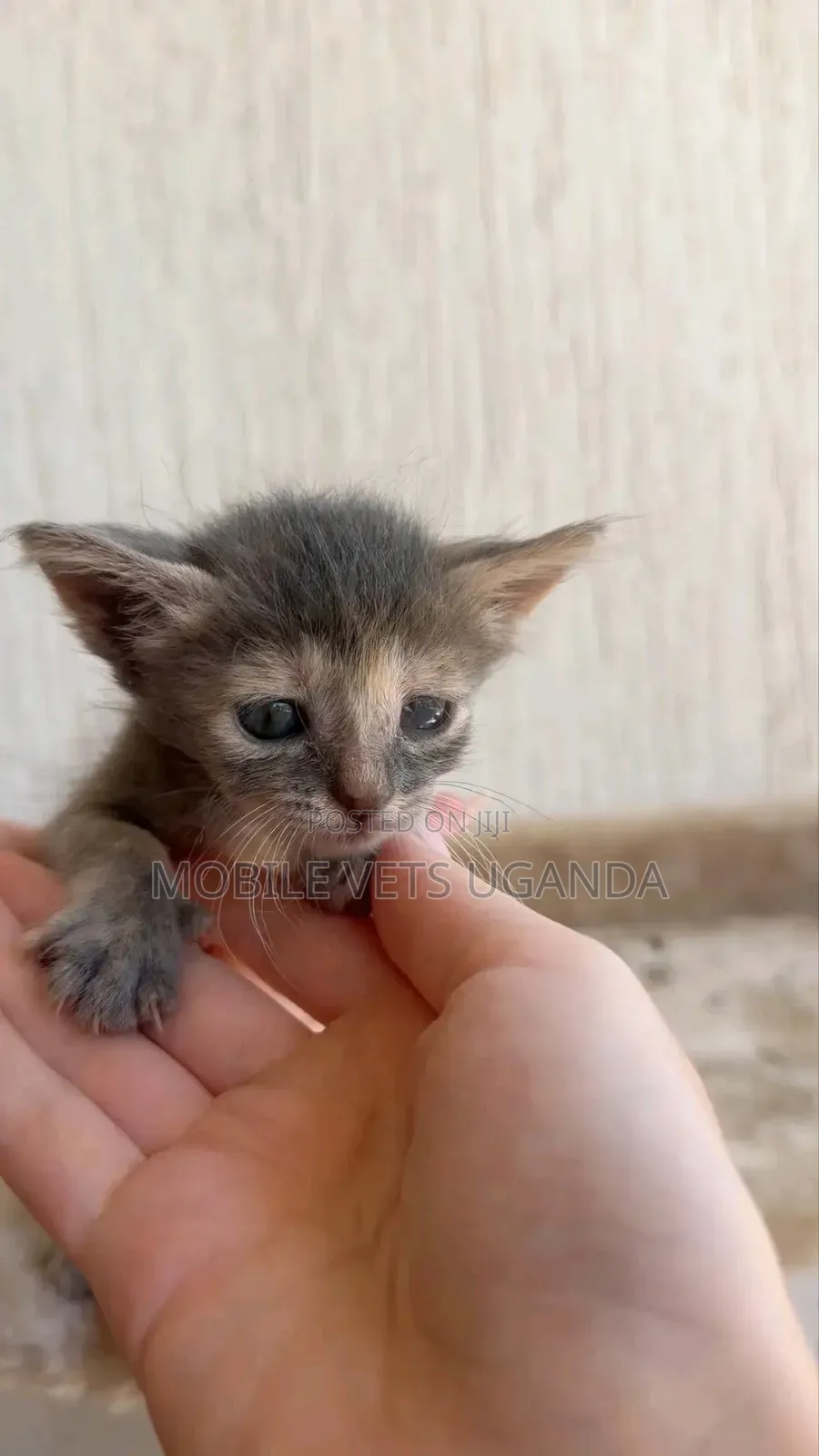 1-3 months Female Purebred Bombay