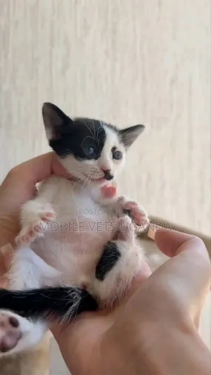 1-3 months Female Purebred Exotic