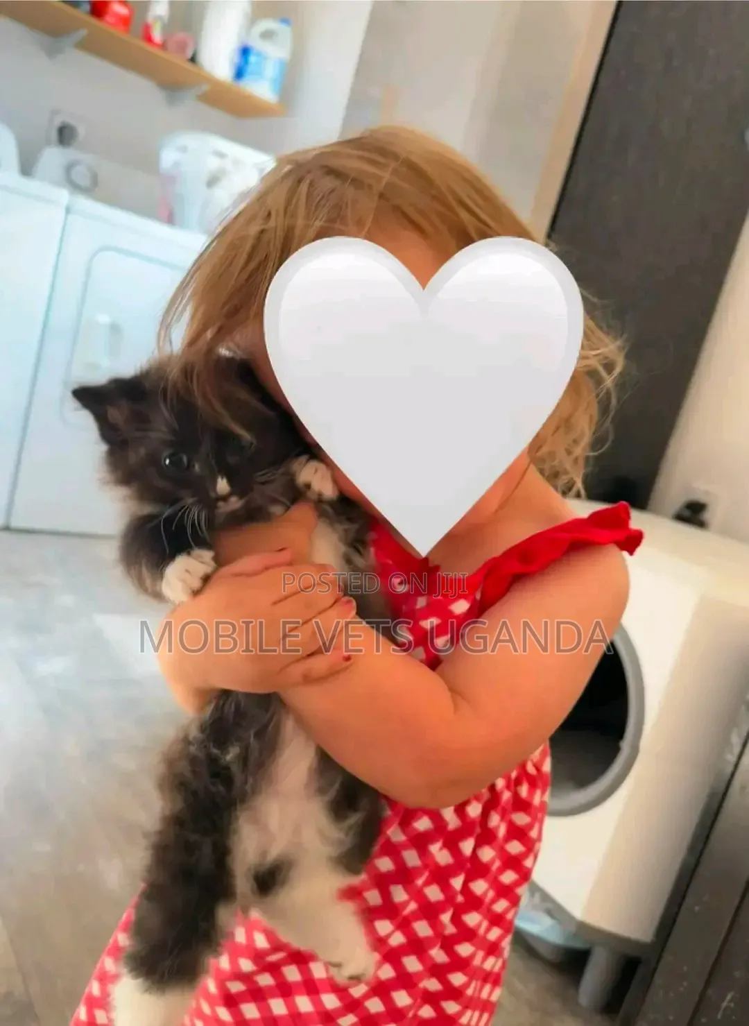 1-3 months Male Purebred Persian