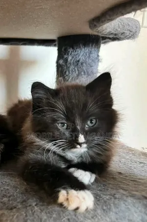 1-3 months Male Purebred Bombay
