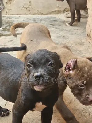 1-3 months Male Purebred American Pit Bull Terrier