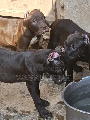 1-3 months Male Purebred American Pit Bull Terrier