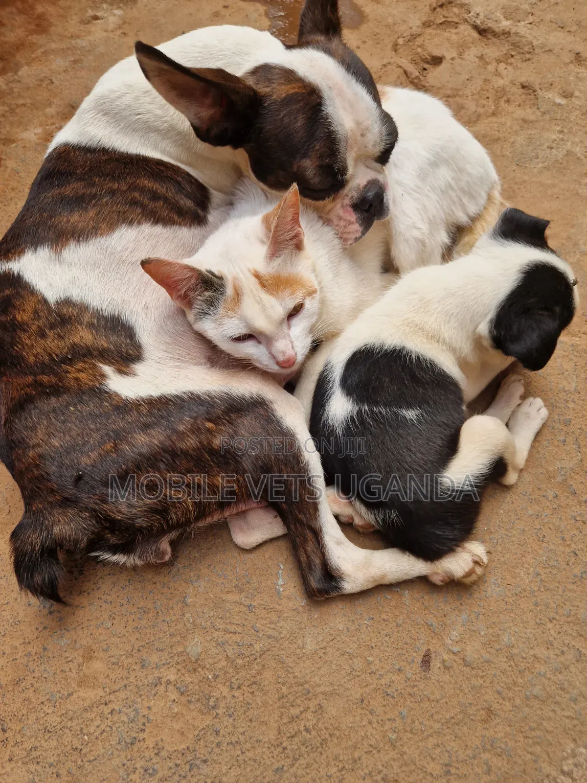 3-6 months Female Purebred Boston Terrier