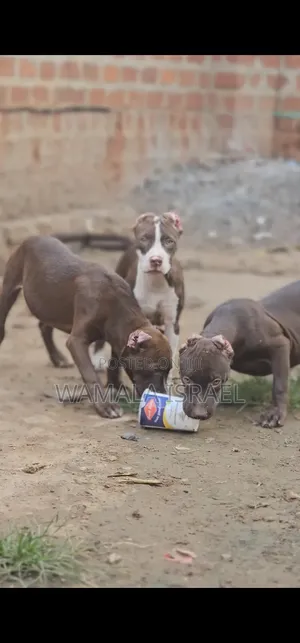 1-3 months Male Purebred American Pit Bull Terrier