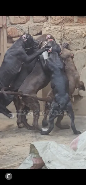 1-3 months Male Purebred American Pit Bull Terrier