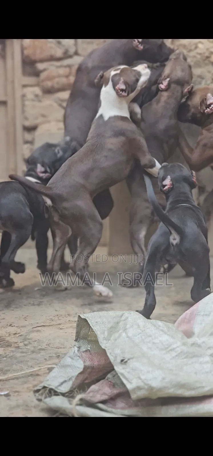 1-3 months Male Purebred American Pit Bull Terrier