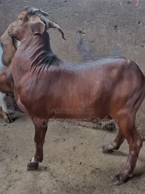 Goats and Sheep