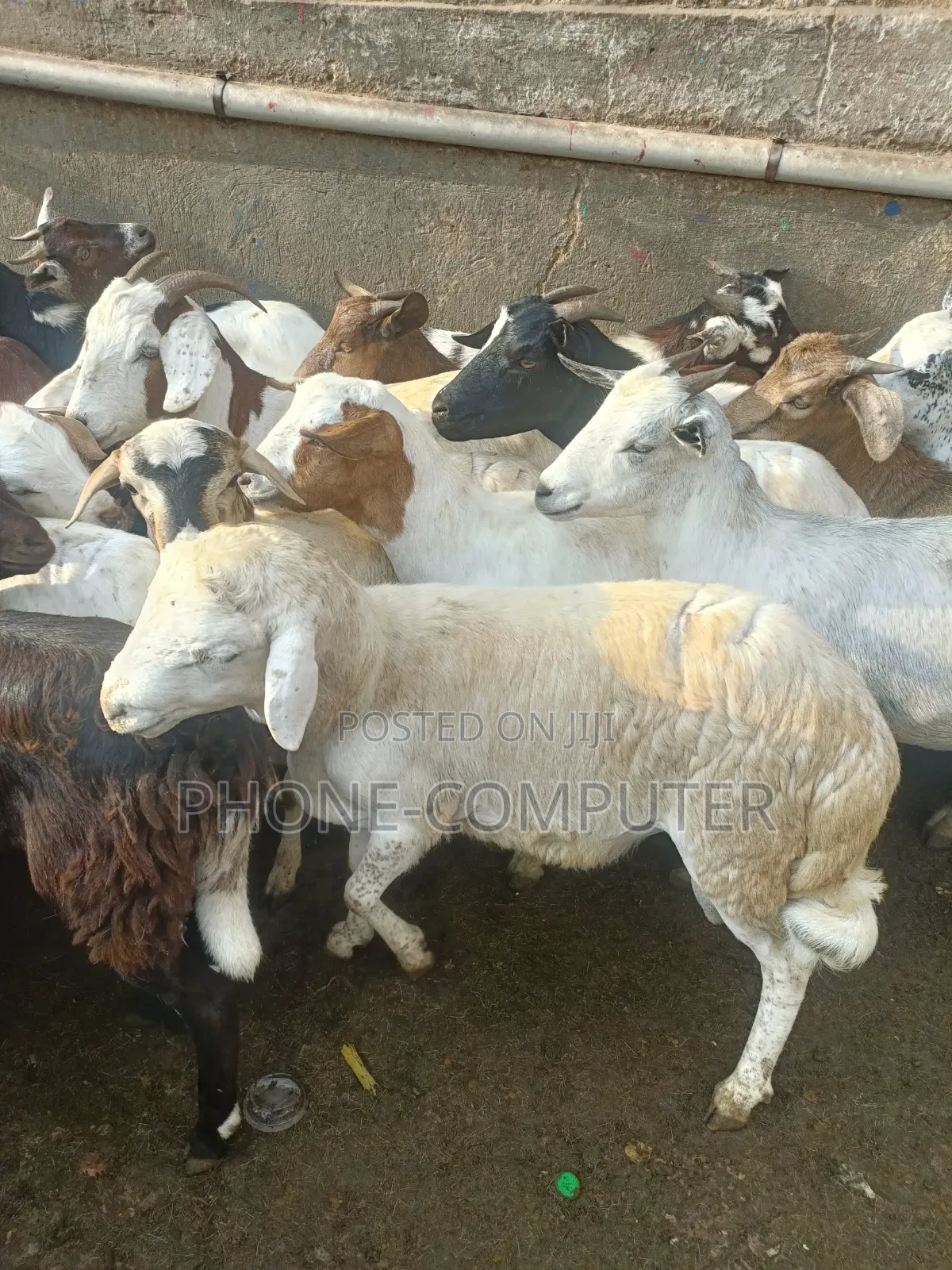 Goats and Sheep