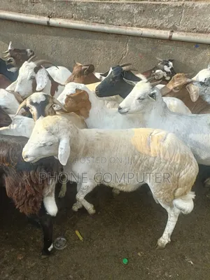 Goats and Sheep