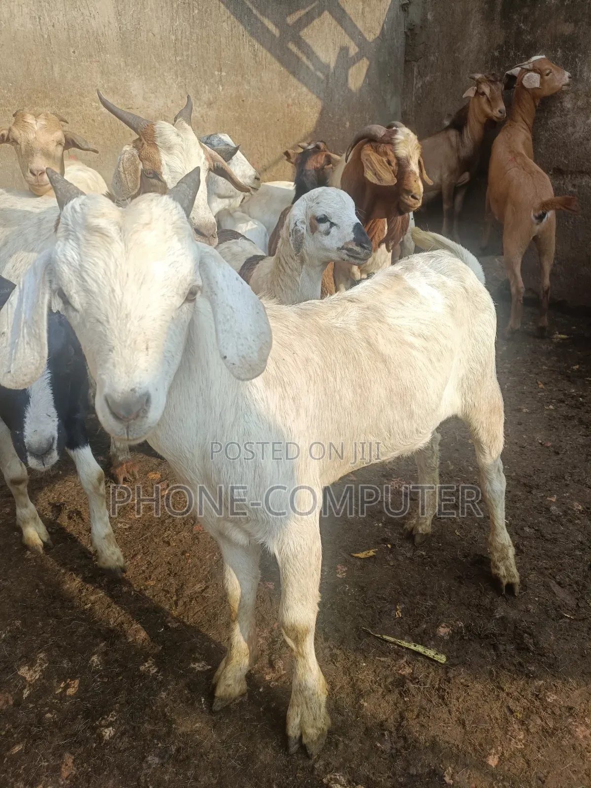 Goats and Sheep