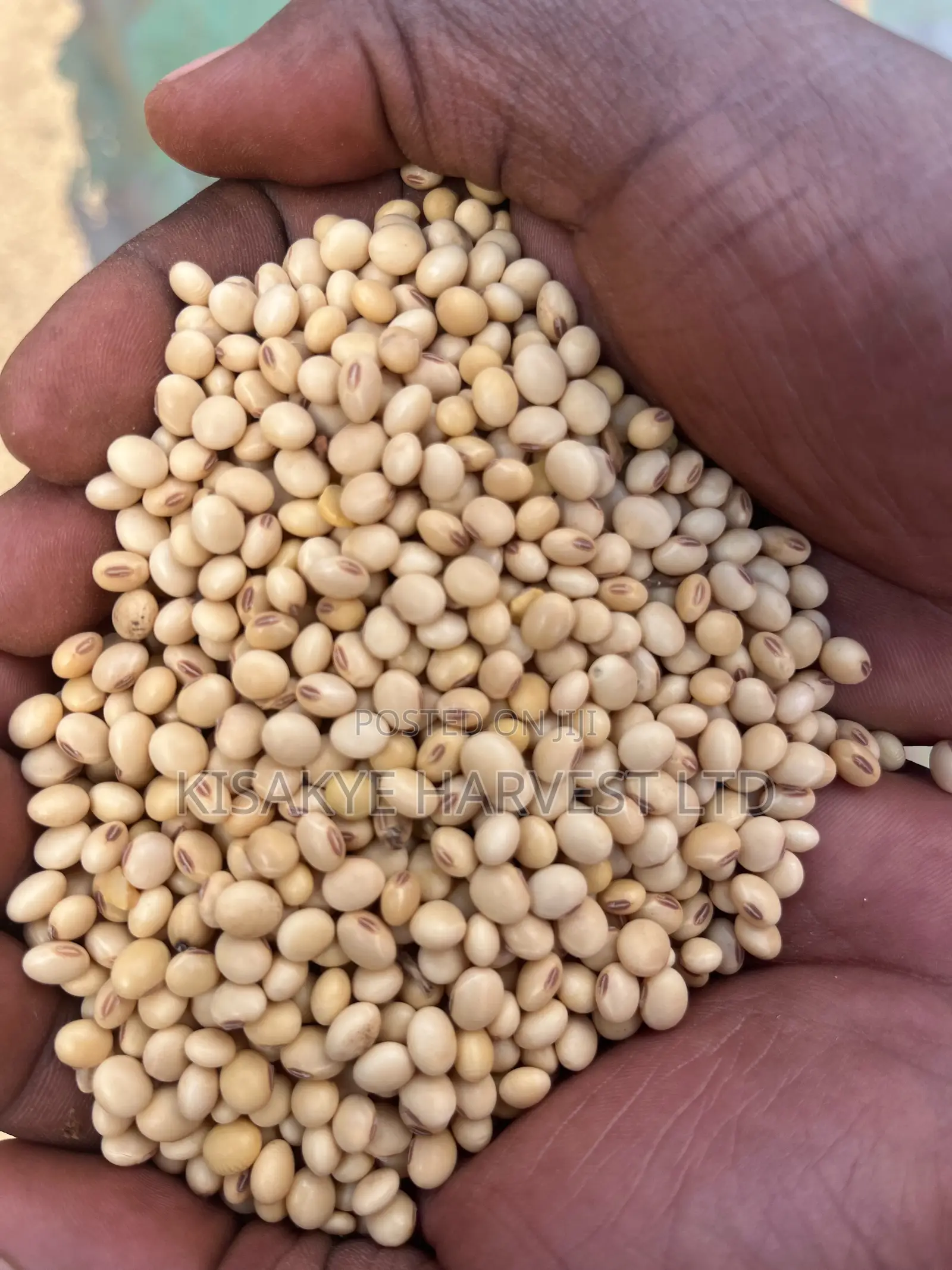 Premium Soya Beans for Sale – Wholesale Retail