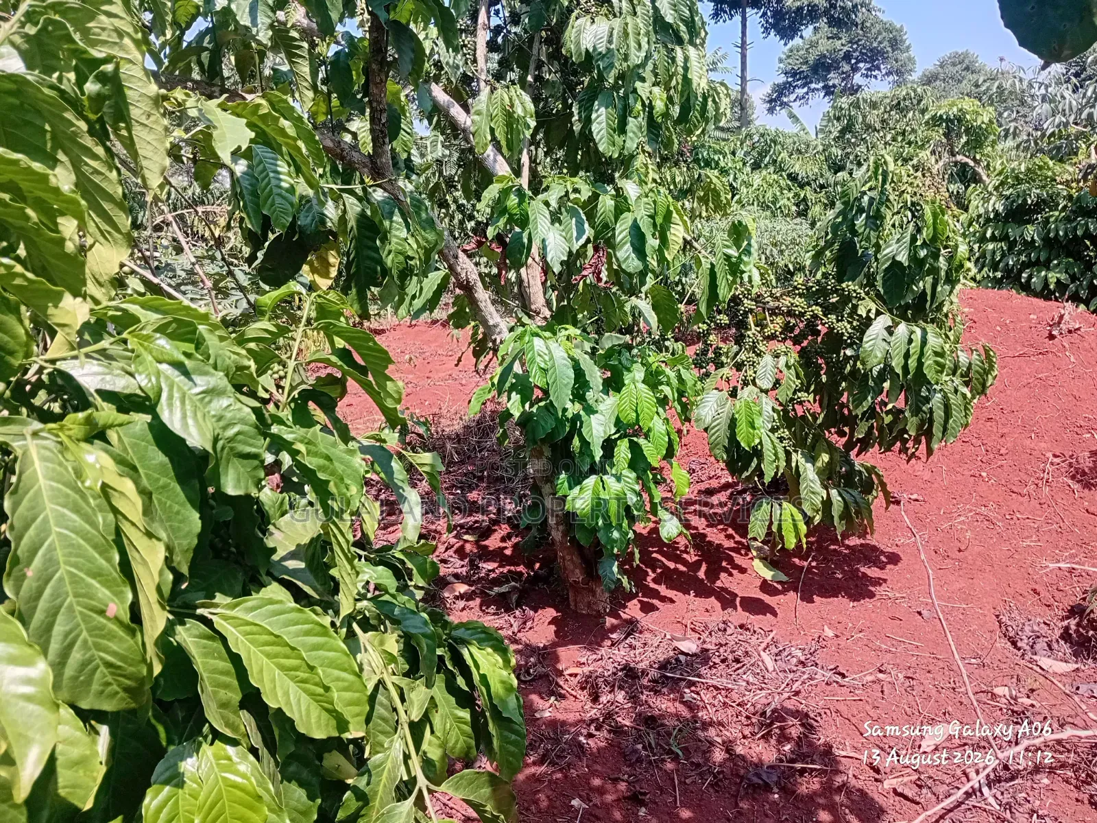 1acre Full of Coffee Plantation for Sale