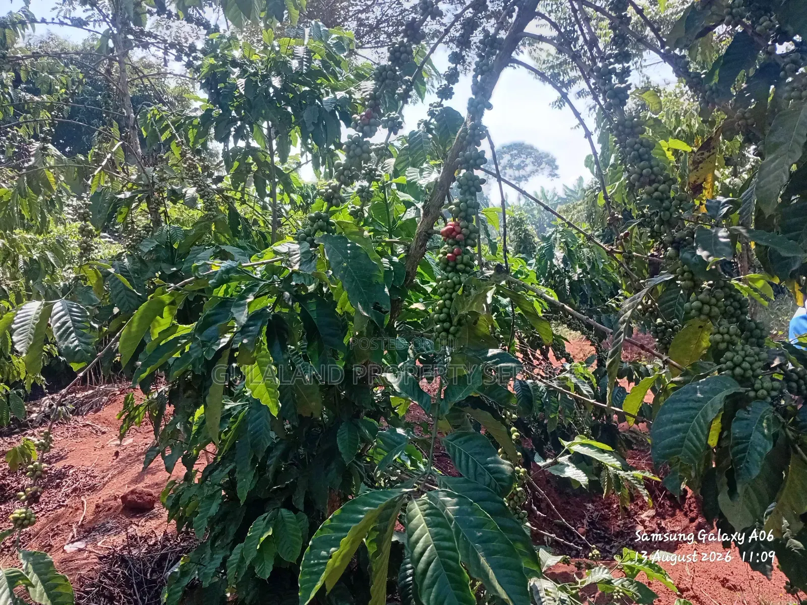 1acre Full of Coffee Plantation for Sale