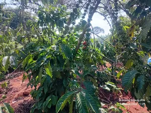 1acre Full of Coffee Plantation for Sale