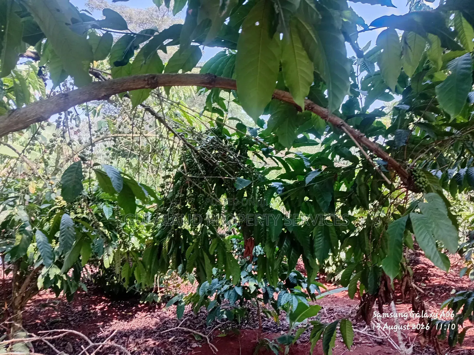 1acre Full of Coffee Plantation for Sale