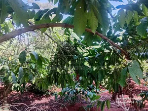 1acre Full of Coffee Plantation for Sale