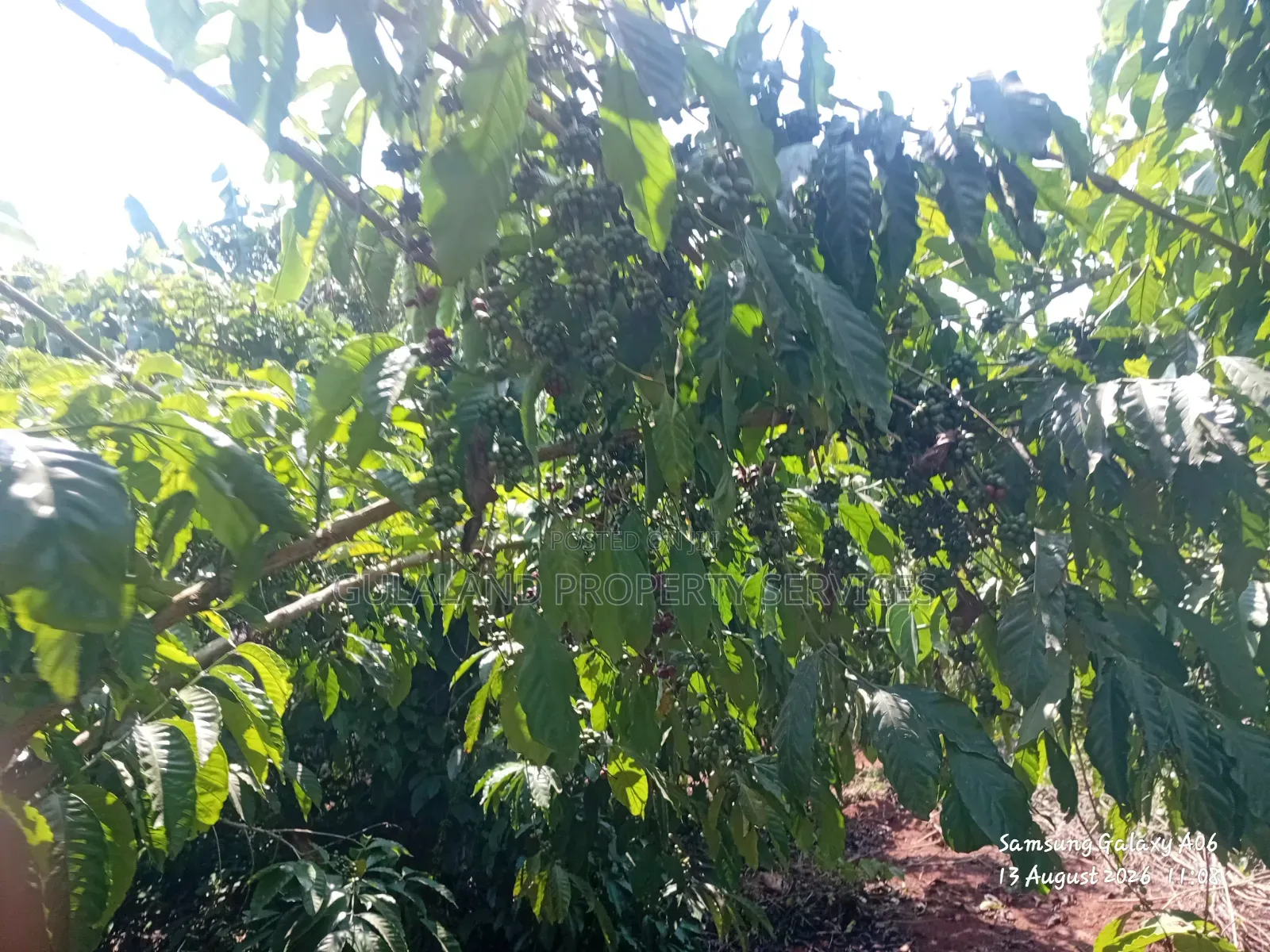 1acre Full of Coffee Plantation for Sale