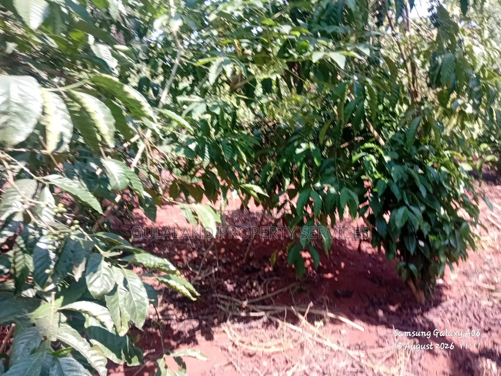 1acre Full of Coffee Plantation for Sale