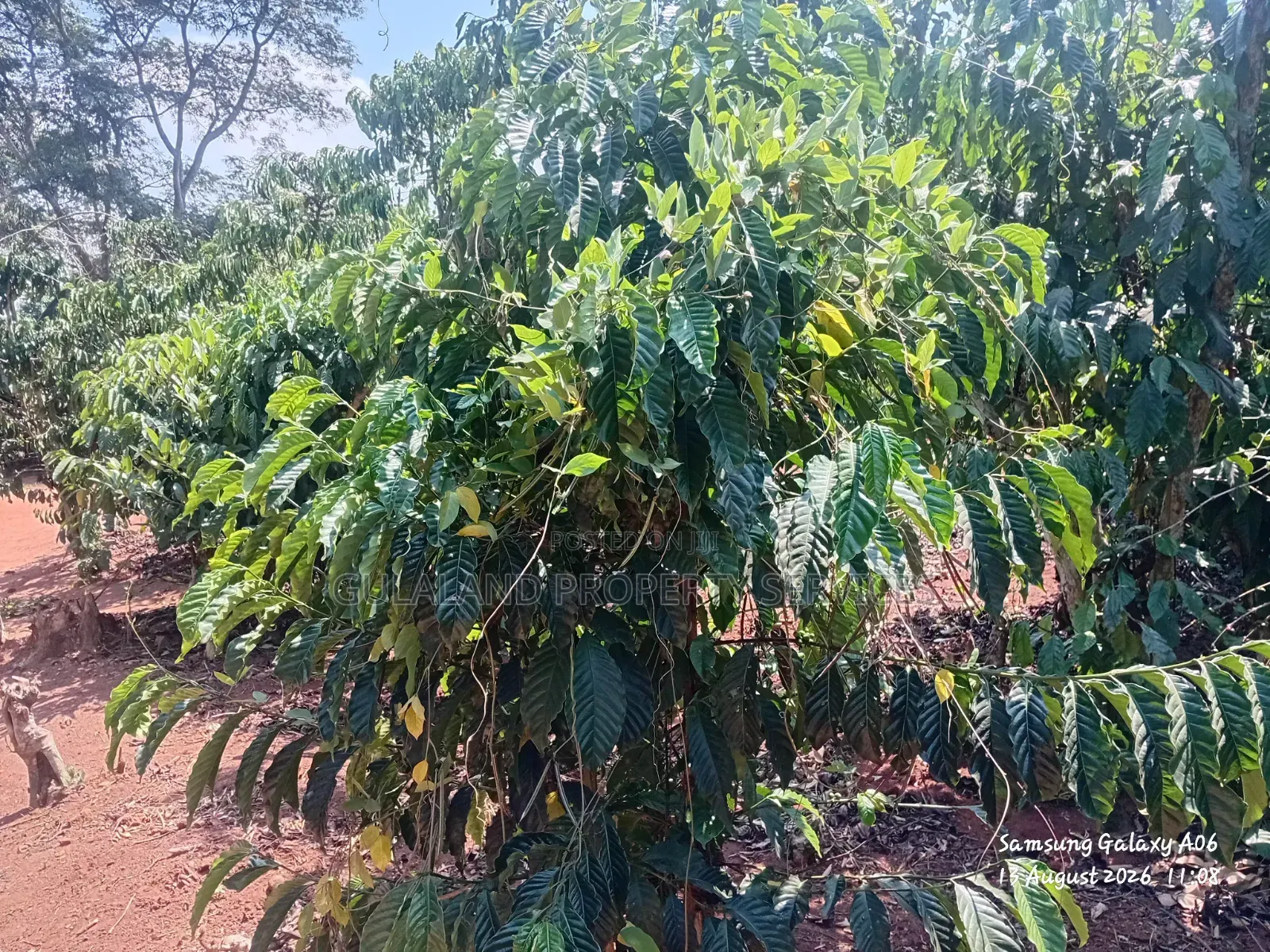 1acre Full of Coffee Plantation for Sale