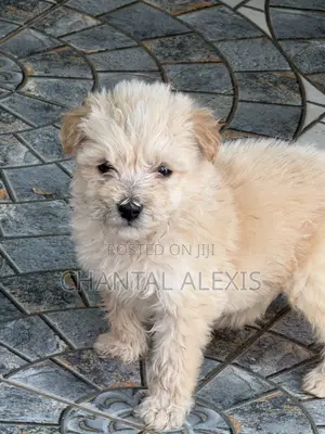 1-3 months Male Mixed Breed Maltese