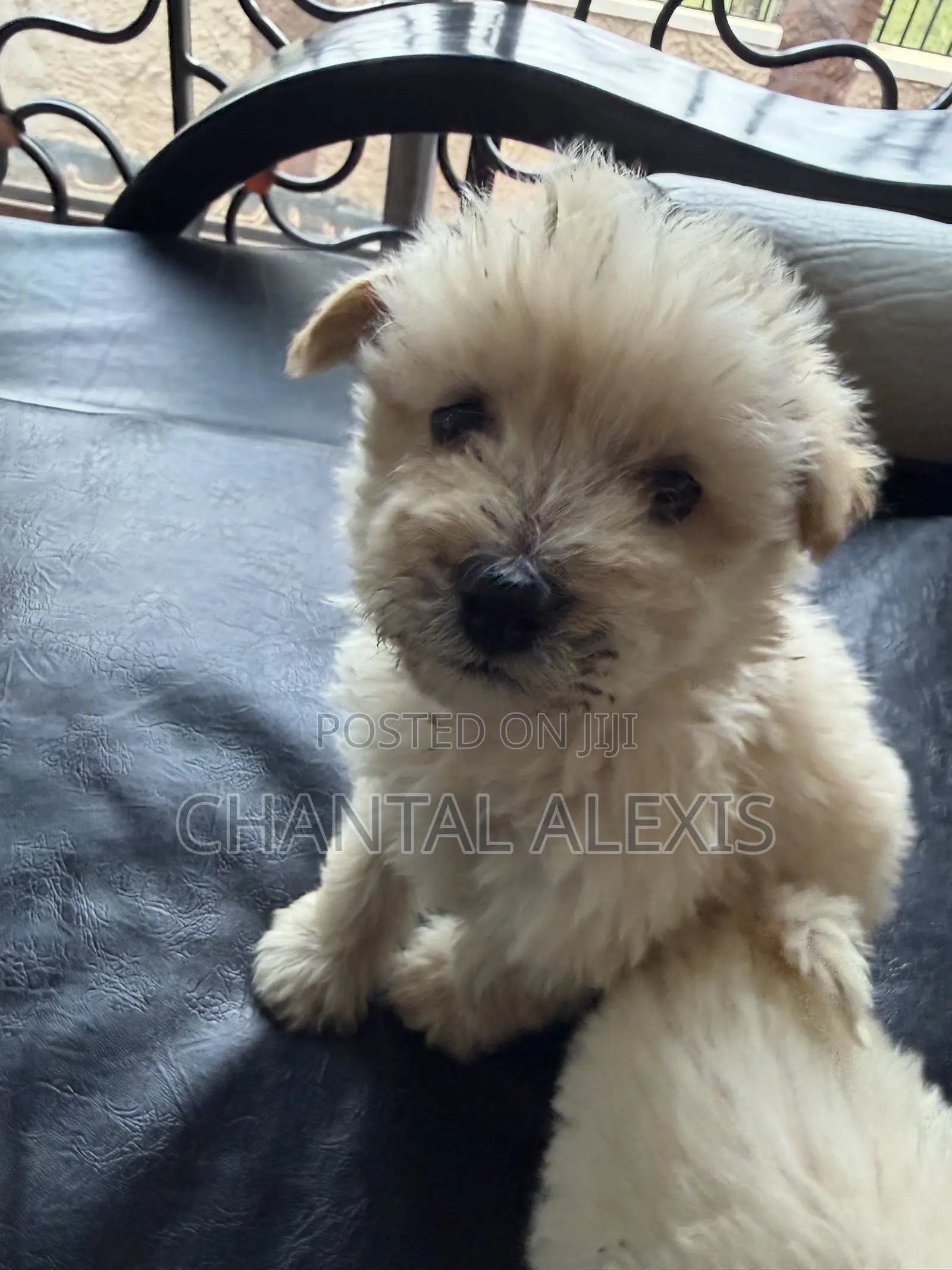 1-3 months Male Mixed Breed Maltese