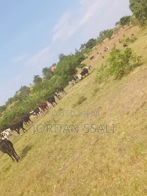 Land for Sale 20 Acres