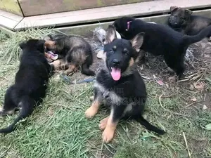 1-3 months Male Purebred German Shepherd