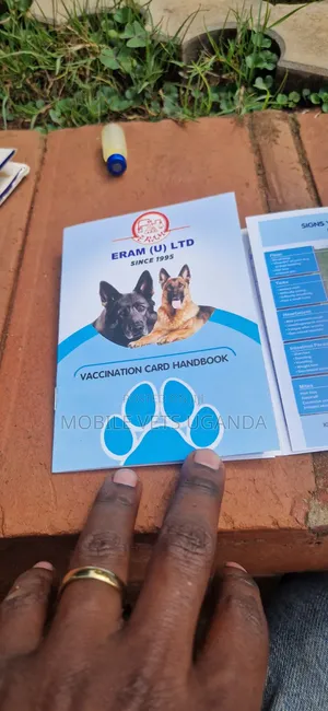 1-3 months Male Purebred German Shepherd
