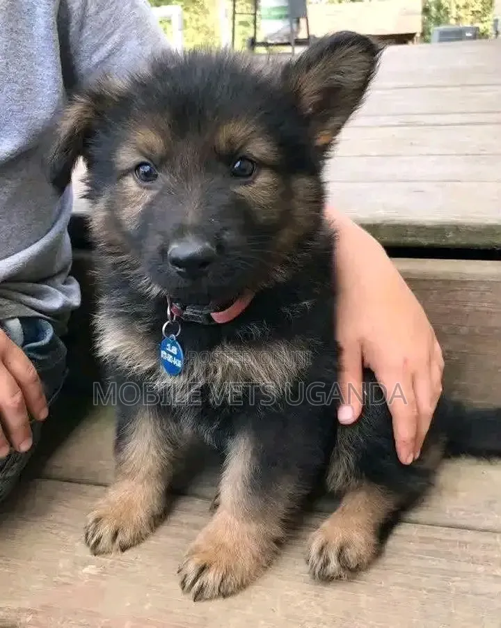 1-3 months Male Purebred German Shepherd