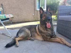 3-6 months Female Purebred German Shepherd