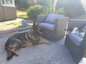 6-12 months Female Purebred German Shepherd