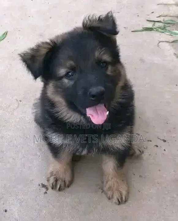 0-1 month Male Purebred German Shepherd