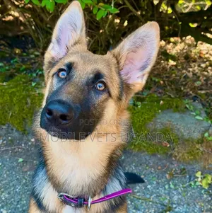 3-6 months Female Purebred German Shepherd
