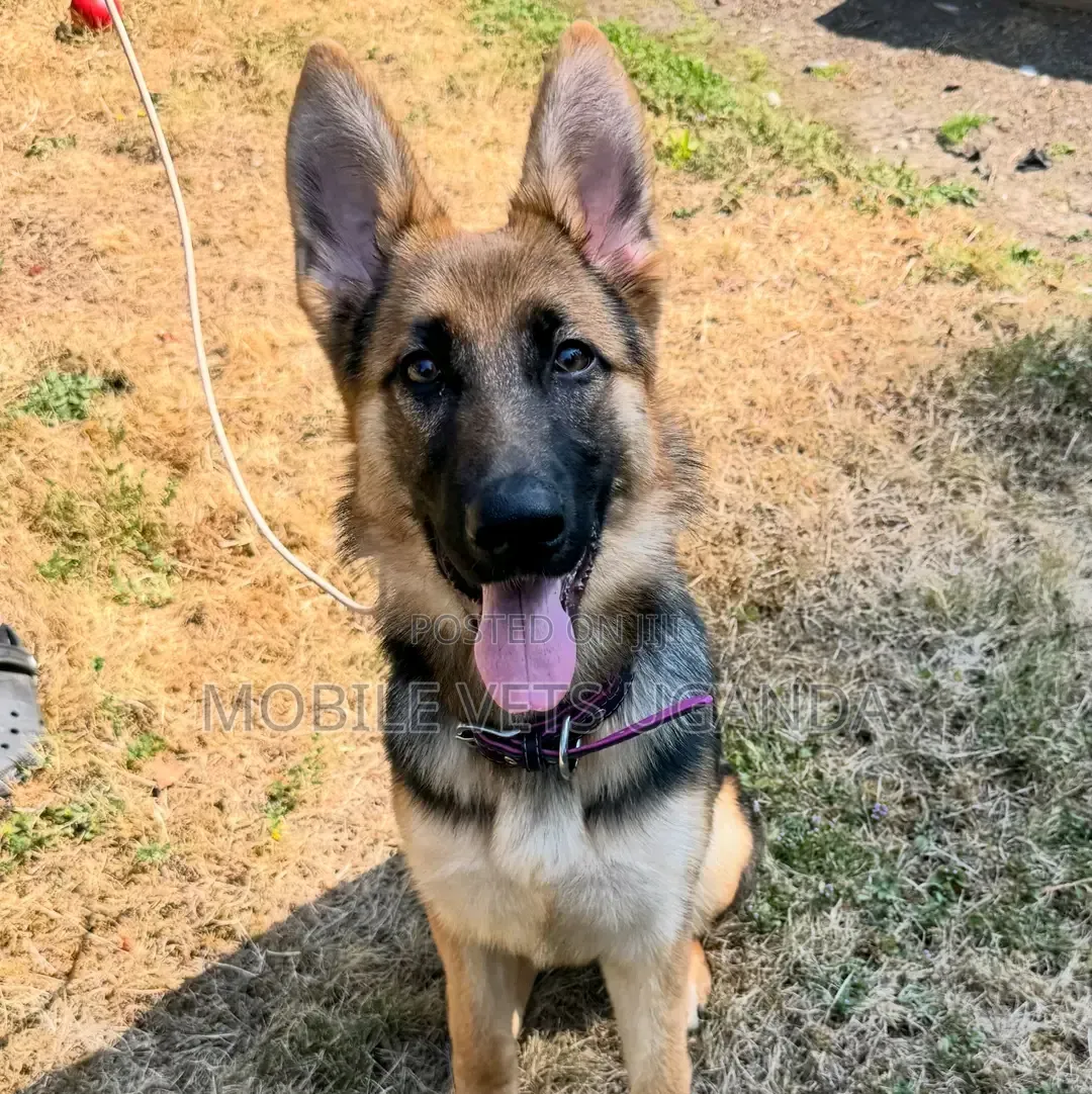6-12 months Female Purebred German Shepherd