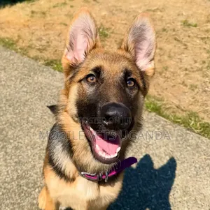 1+ year Male Purebred German Shepherd