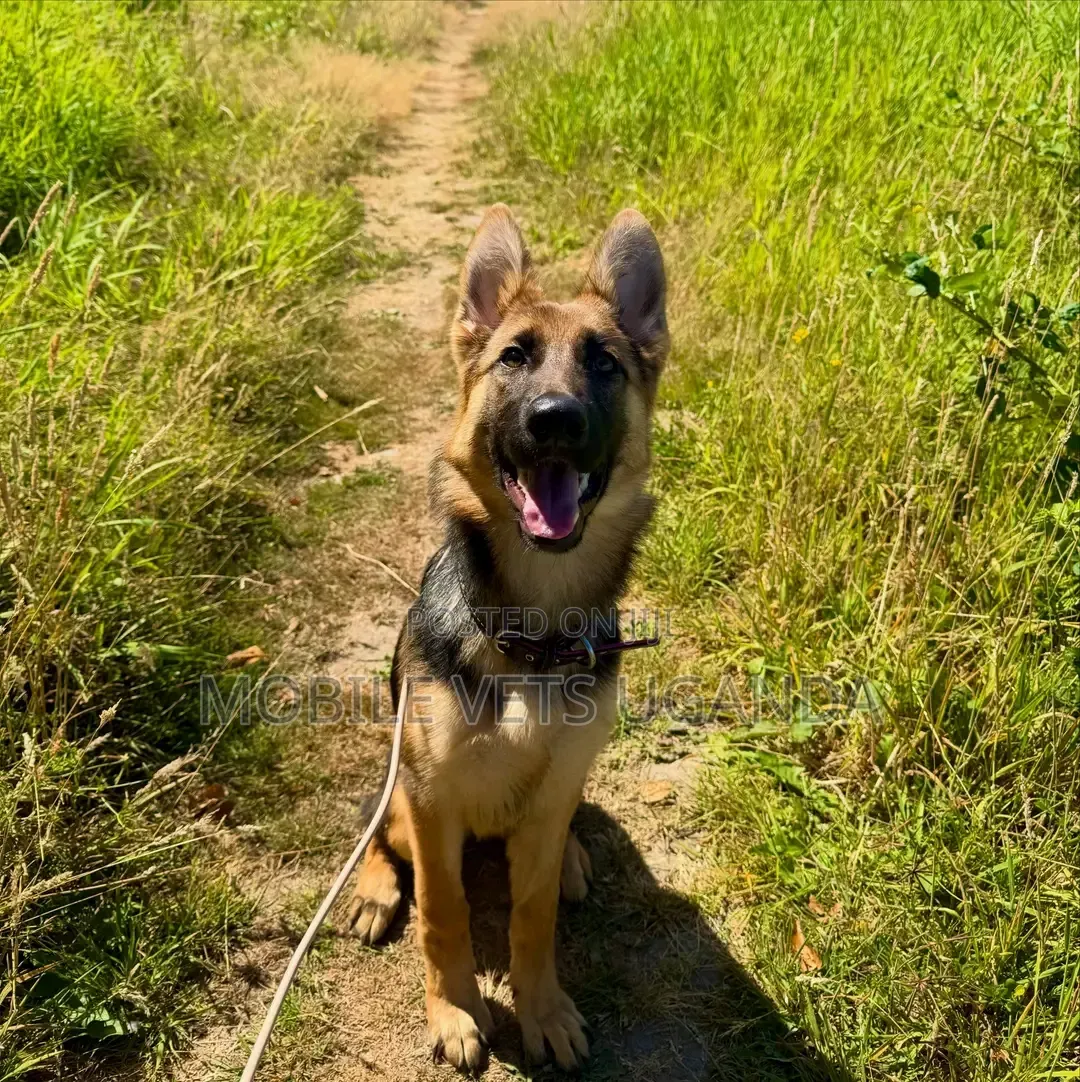 6-12 months Male Purebred German Shepherd
