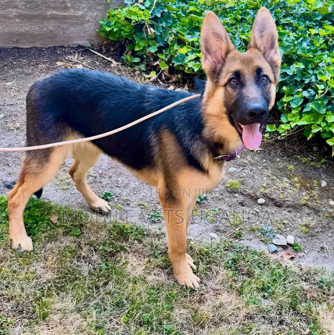 3-6 months Male Purebred German Shepherd