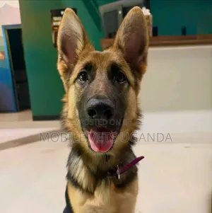 3-6 months Male Purebred German Shepherd