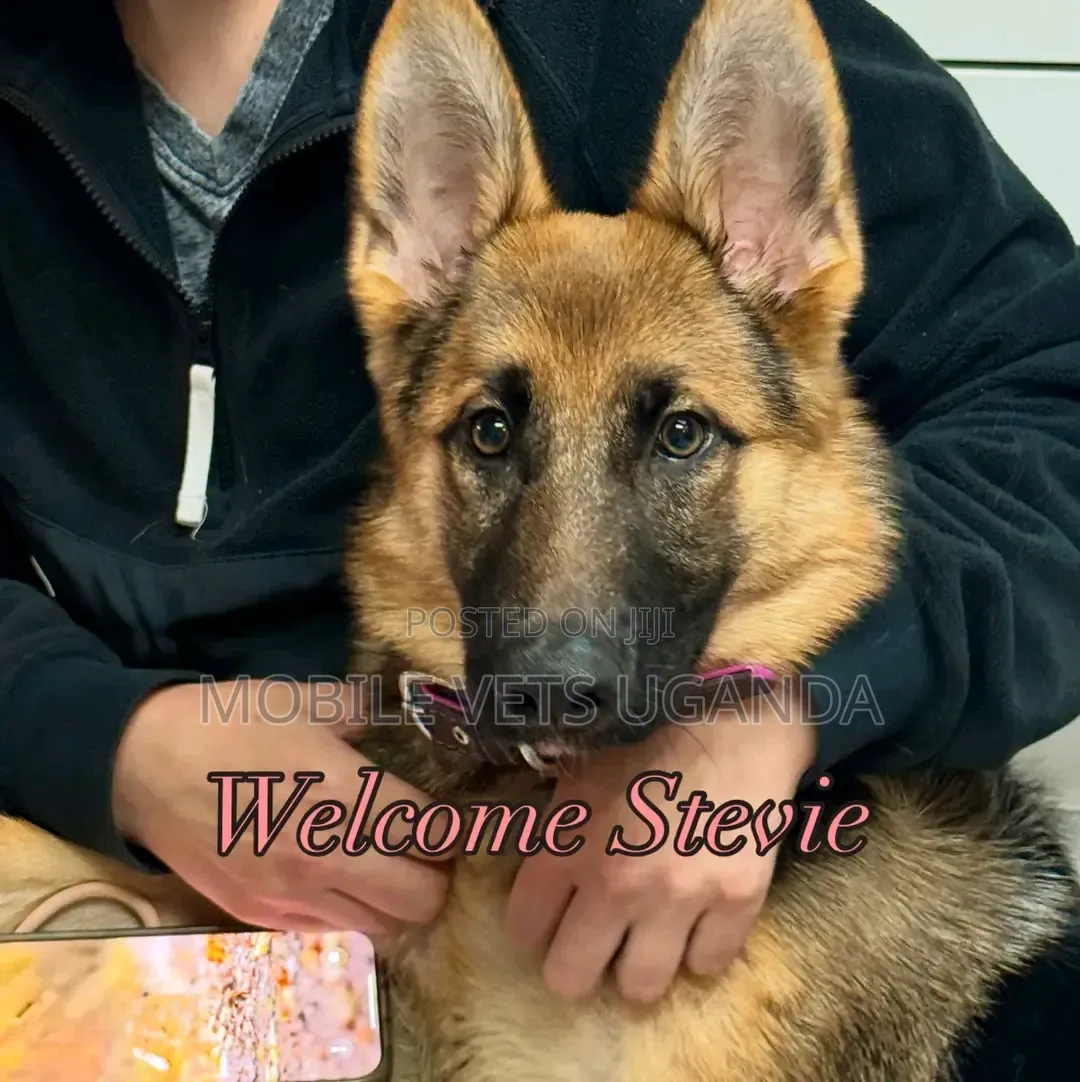 1-3 months Male Purebred German Shepherd
