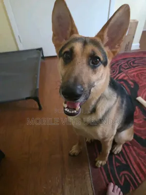 3-6 months Male Purebred German Shepherd